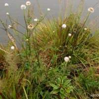 Dipsacus walkeri Arn.